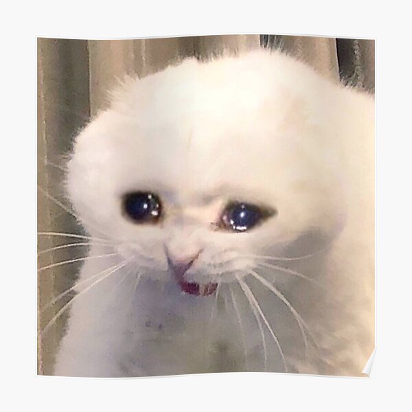Featured image of post Meme De Gato Llorando Y Sonriendo Puedes ver la galeria de los memes de gato llorando y pasar un gran momento de risas y diversion con los memes ya creados por nuestros usuarios encuentra el ideal para compartir en whatsapp o facebook este 2018