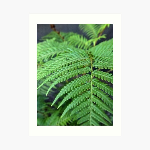 Fern in the Forest Art Print