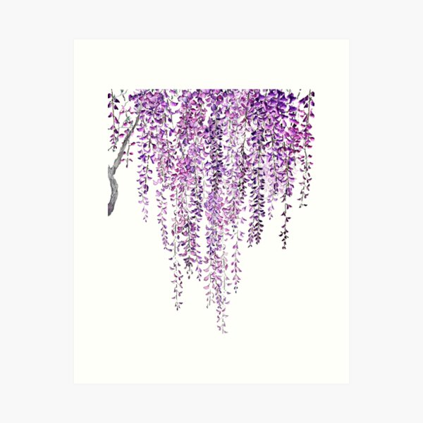 purple wisteria  in bloom  Art Print