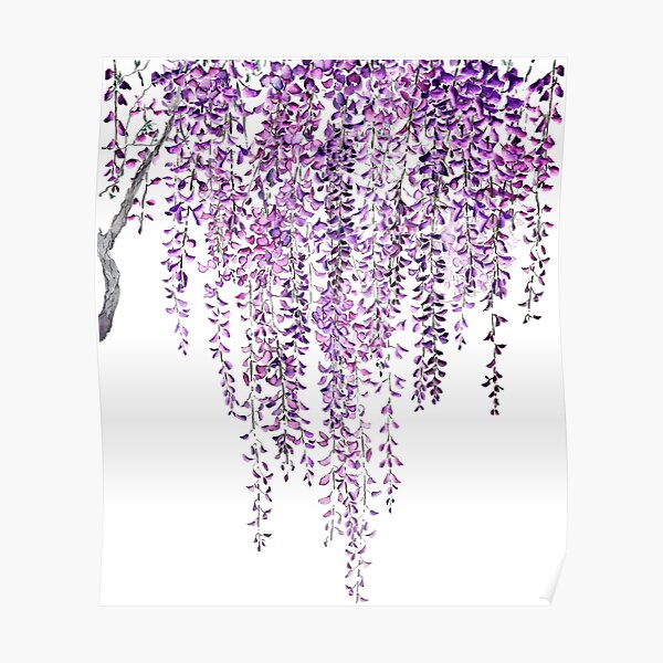 purple wisteria in bloom Poster