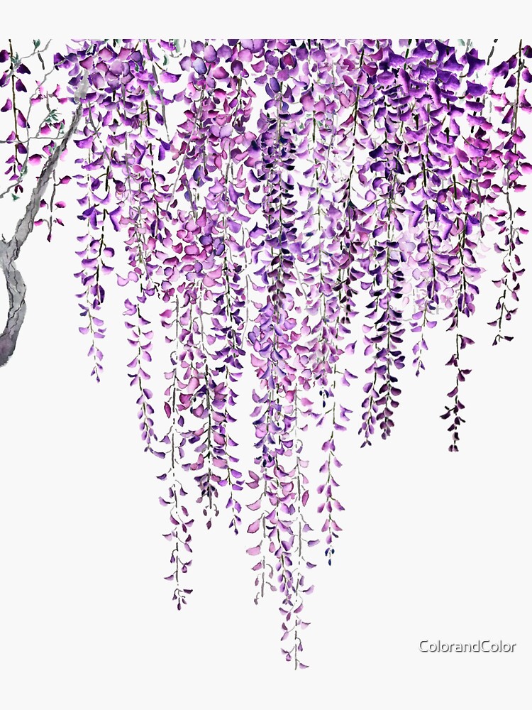 "purple wisteria in bloom " Sticker for Sale by ColorandColor Redbubble