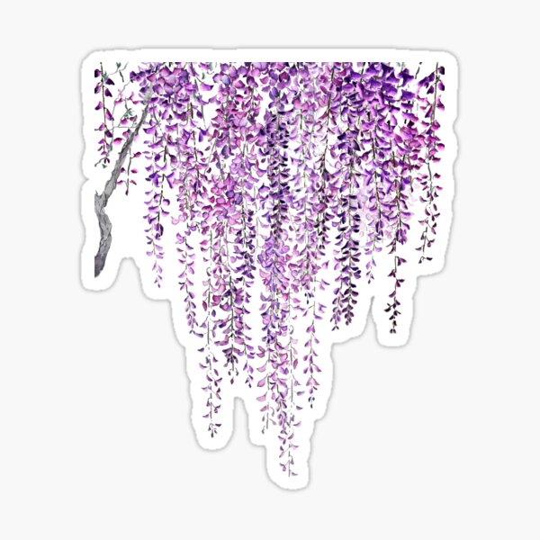 purple wisteria  in bloom  Sticker
