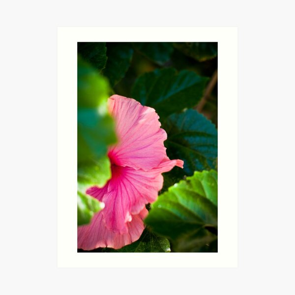 Bashful Bloom Art Print