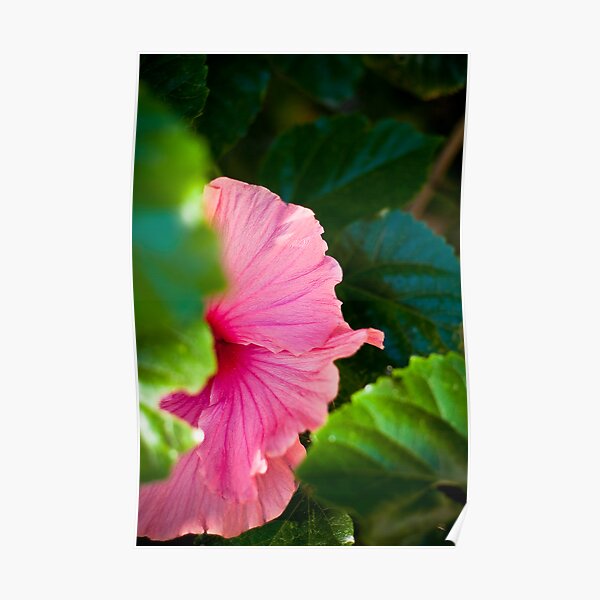 Bashful Bloom Poster