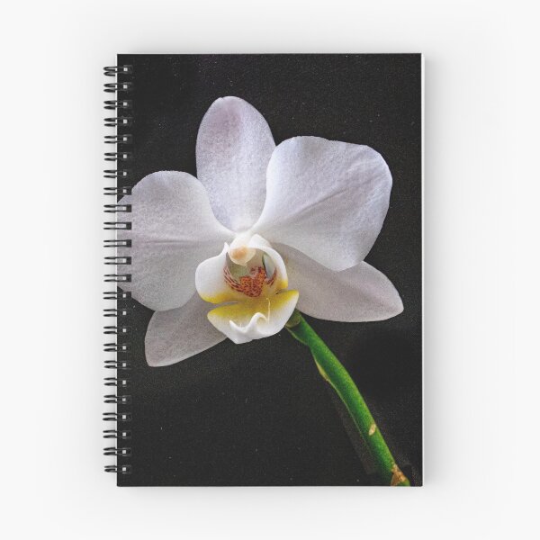 Item preview, Phalaenopsis - Orchid designed and sold by DPalmer.