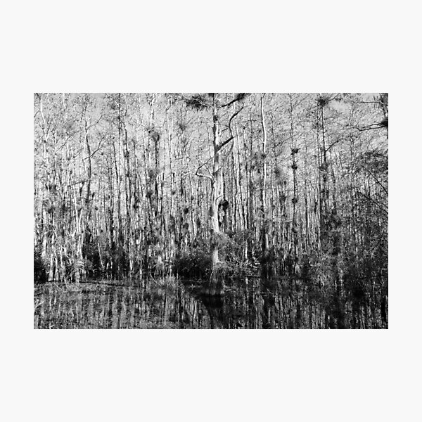 A Single Tree That Stood Out From All The Rest Photographic Print