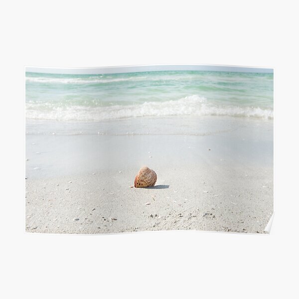 Seashell Found On The Beach Poster