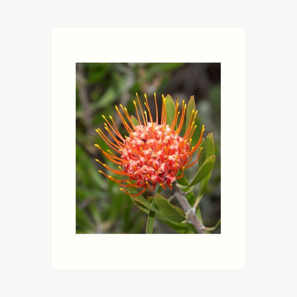 African flowers - Pincushion Art Print