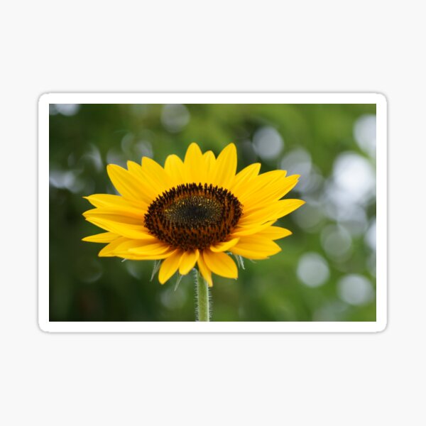Soaking it up! Sunflower in perfect bloom, La Mirada, CA USA Sticker