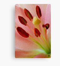 Stamen Canvas Print