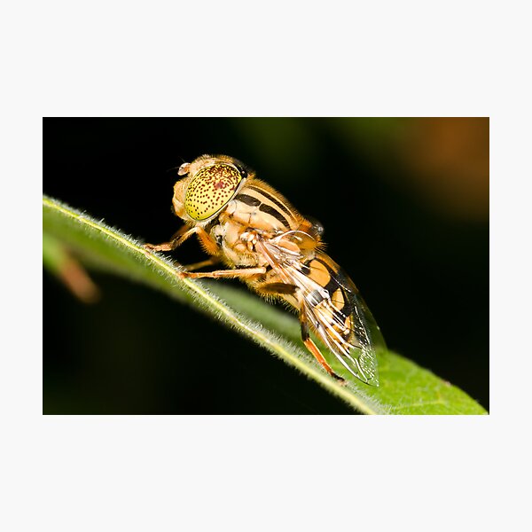 Native Drone Fly Photographic Print