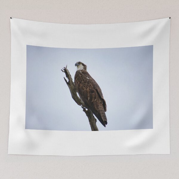 Item preview, Osprey designed and sold by Casey Wilcox.