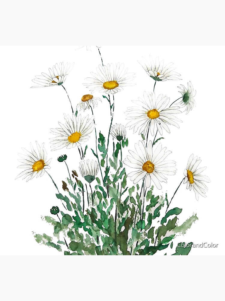 white Margaret daisy watercolor by ColorandColor
