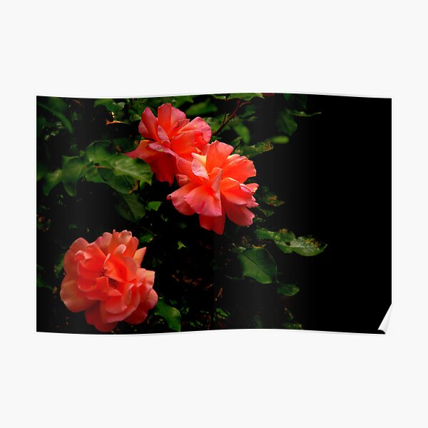 Black & Red Poster