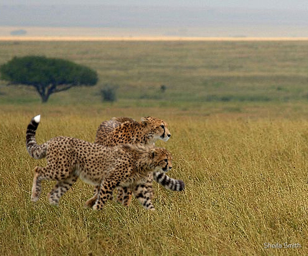 "Cheetahs on Holiday" by Sheila Smith Redbubble