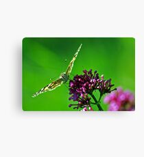 Feeding time Canvas Print