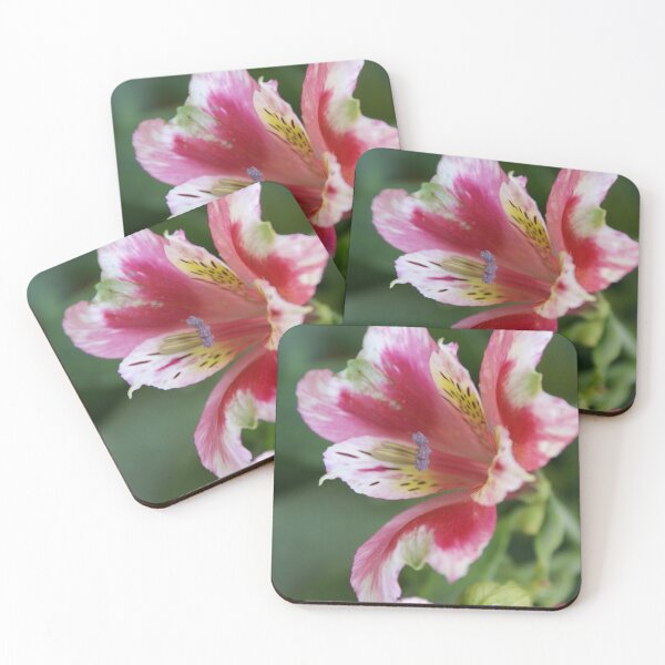 Item preview, Inside Pink; Alstroemeria werdermannii, La Mirada,CA; USA designed and sold by leih2008.