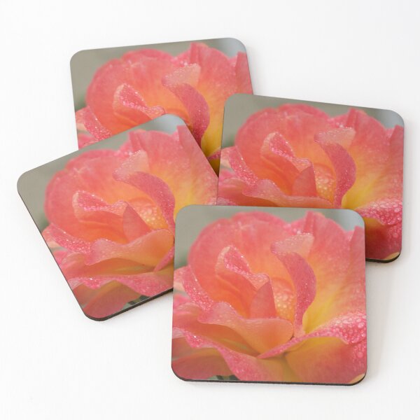 Item preview, Rose of friendship - open and receiving the morning dew! Lee Family Garden designed and sold by leih2008.