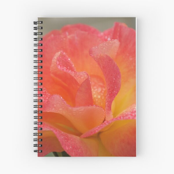 Item preview, Rose of friendship - open and receiving the morning dew! Lee Family Garden designed and sold by leih2008.