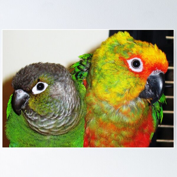 Two pets Poster