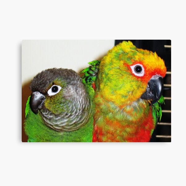 Two pets Canvas Print