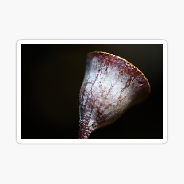 Item preview, Australian Gumnut designed and sold by Joy Watson - Natural Light Photography .