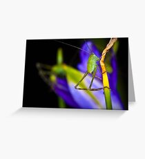 Grass Hopper Greeting Card