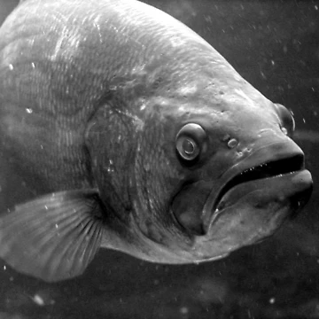 Artwork thumbnail, Big Fish by Tracy Engle
