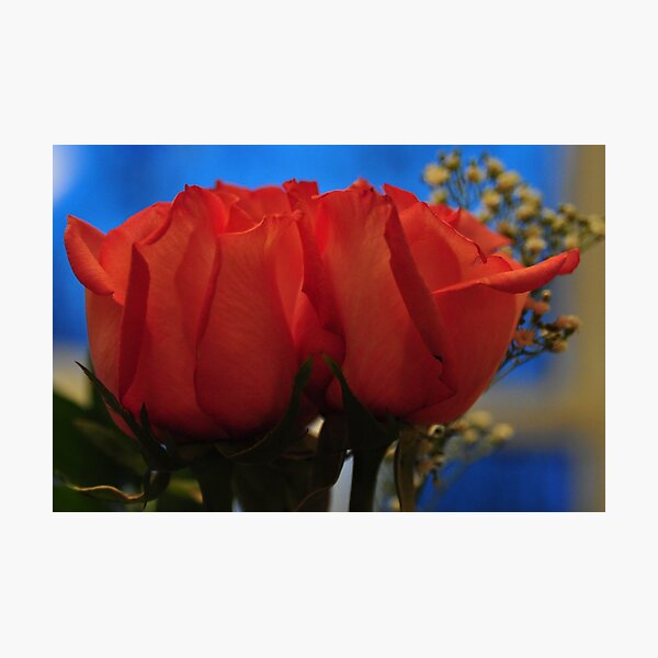 Artikelvorschau, Two pink roses entworfen und verkauft von mltrue.