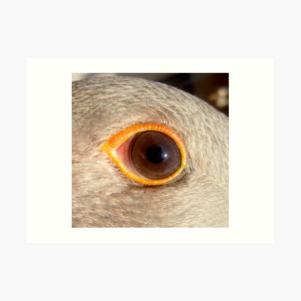 orange ring Art Print
