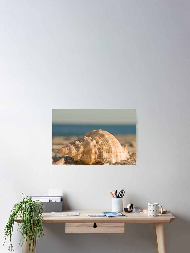 Thumbnail 2 of 3, Poster, Shell designed and sold by sardius.