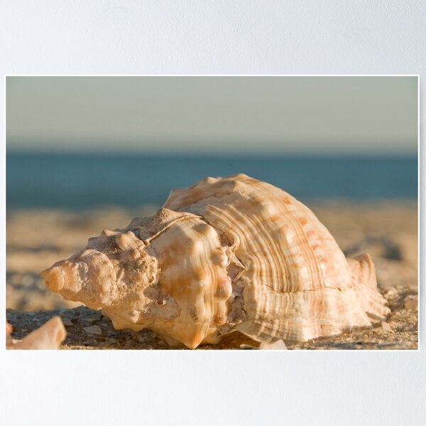 Item preview, Shell designed and sold by Andy Plarinos.