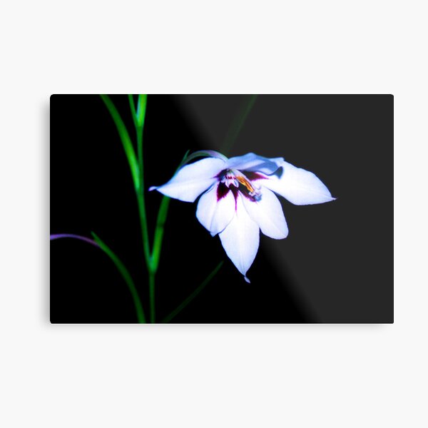Black Lys Metal Print