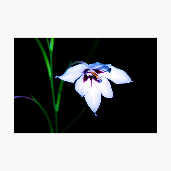 Black Lys Photographic Print