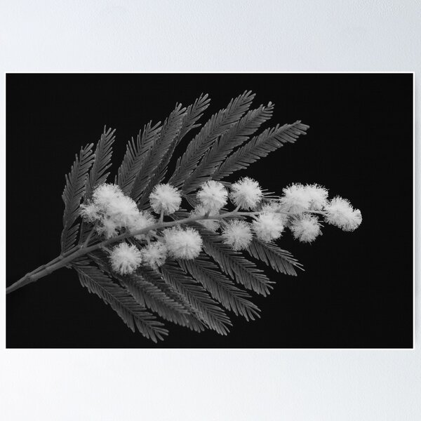 Item preview, Febuary Mimosa designed and sold by Paul Pasco.