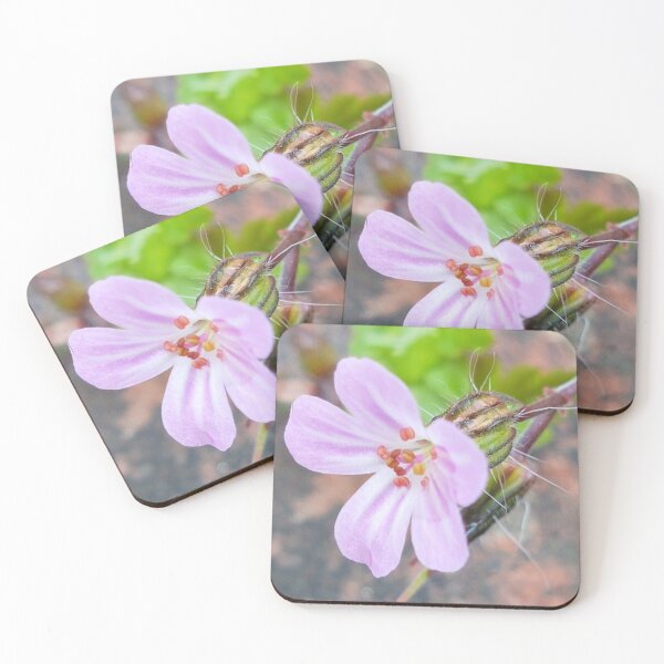 Herb Robert Coasters (Set of 4)