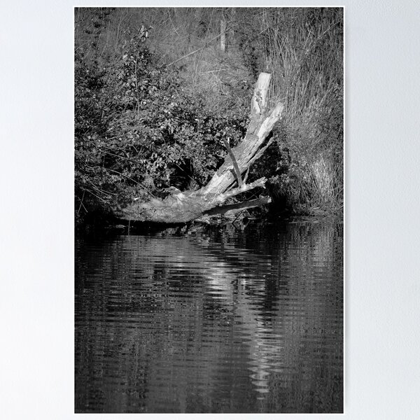 Item preview, Reflection of the dead tree designed and sold by Joeblack.