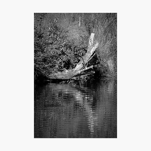 Item preview, Reflection of the dead tree designed and sold by Joeblack.