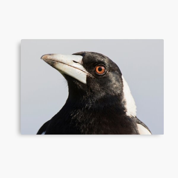 Aussie Icon Canvas Print