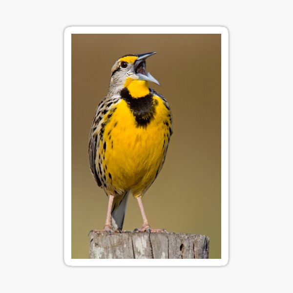 Item preview, Calling Eastern Meadowlark designed and sold by Gerard Fornarotto.