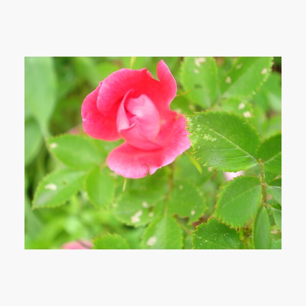 Pink youth Photographic Print
