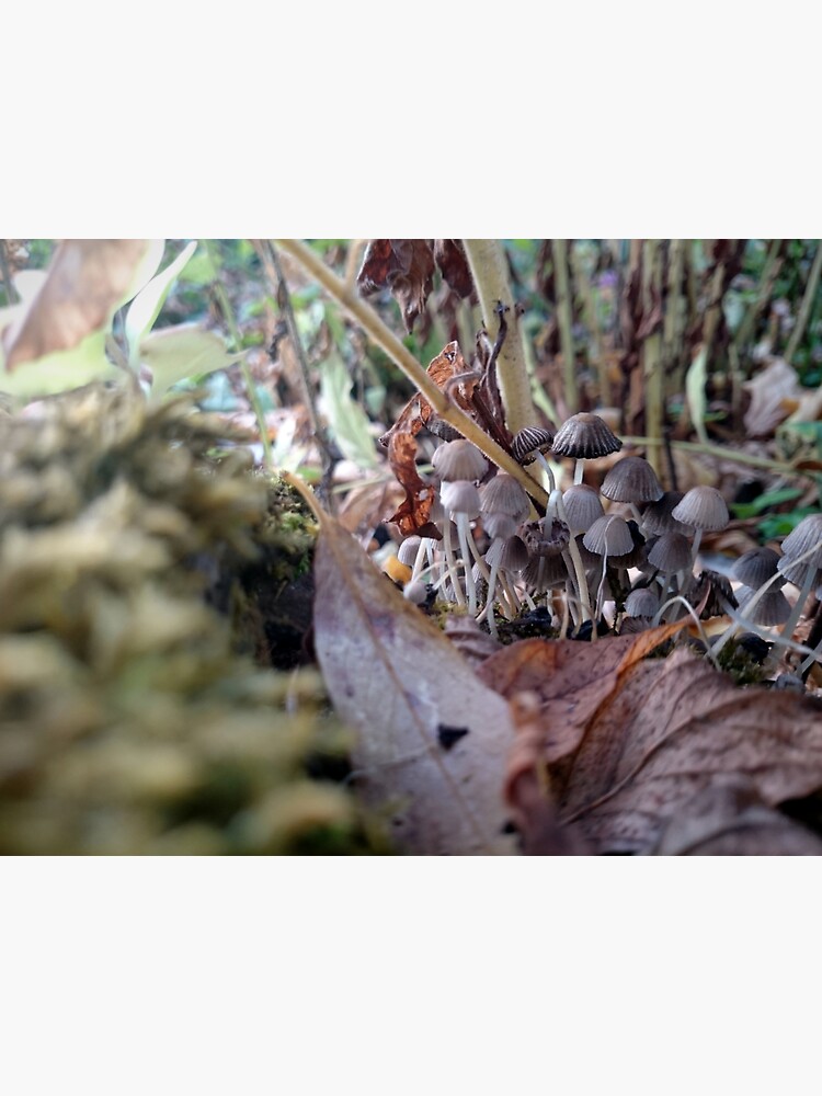 Kleine Pilze von Gourmetkater