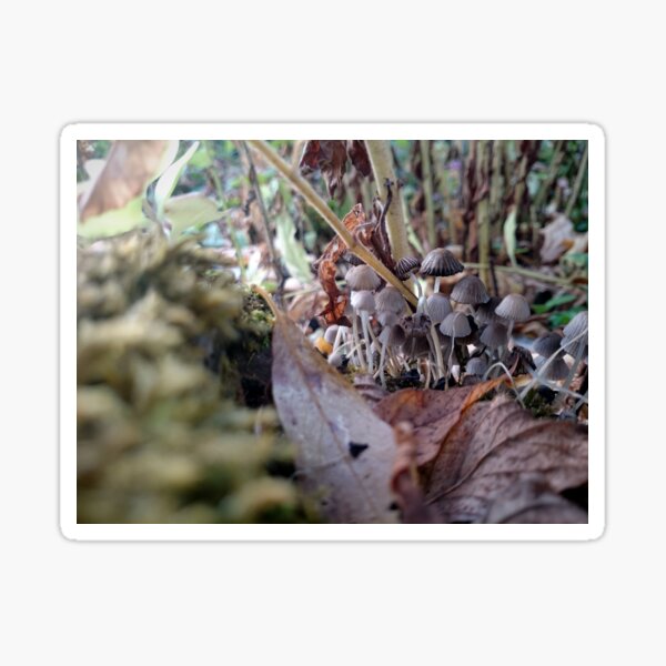 Kleine Pilze Sticker