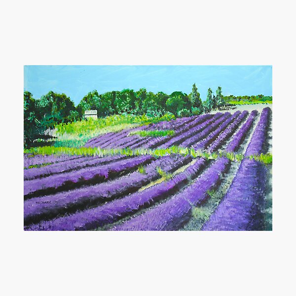 Lavender Provence Photographic Print