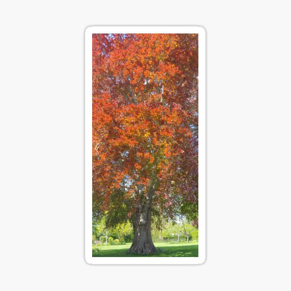 Item preview, Copper Beech Tree designed and sold by CORNISHPHOTOS.