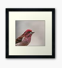Purple Finch Framed Print