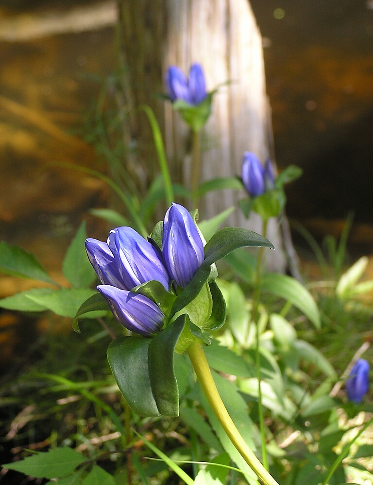 "Blue Wildflowers Ontario" by akrolith Redbubble