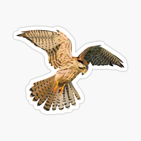 Female American Kestrel Sticker