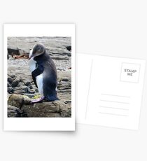 Yellow Eyed Penguin Postcards