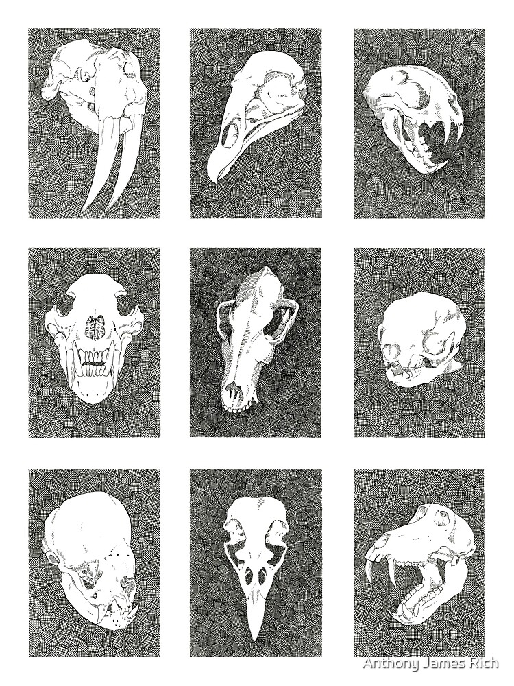 Animal Skulls | Ink Drawing by AJRart